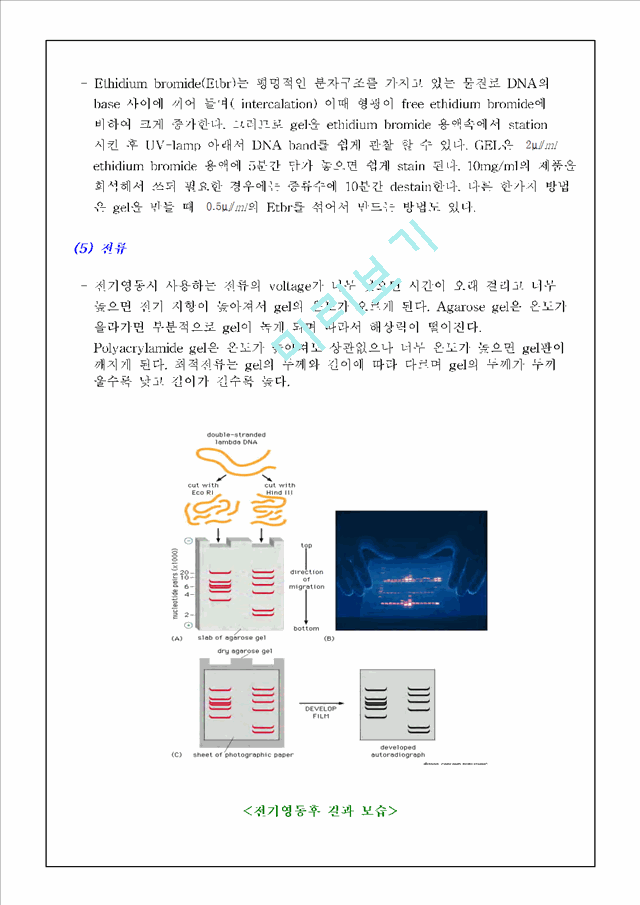 [레포트] [식물생리학]제한효소 DNA 절단과 전기영동법과 PCR에 의한 DNA분리 및 확인.hwp